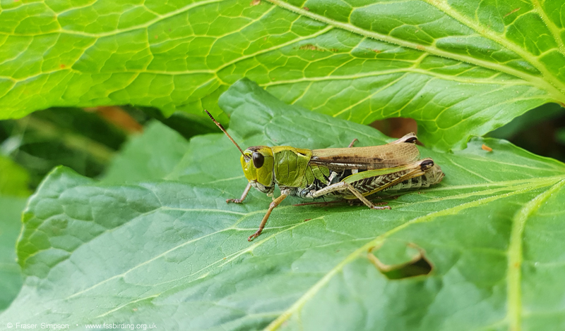 Club-legged Grasshopper (Gomphocerus sibiricus) � Fraser Simpson
