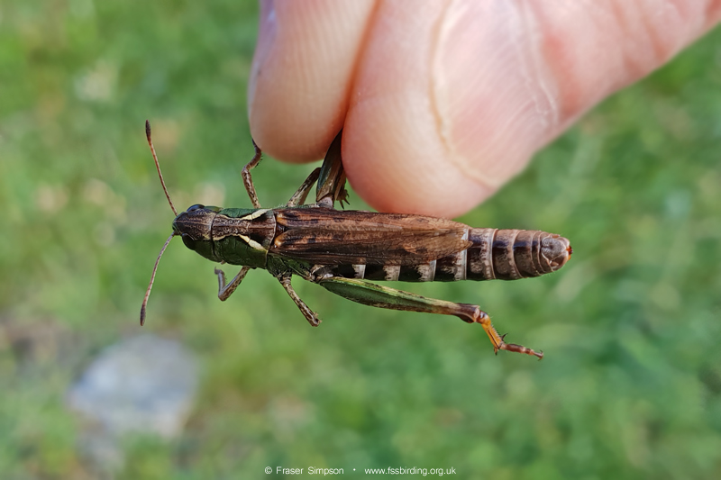 Club-legged Grasshopper (Gomphocerus sibiricus) � Fraser Simpson