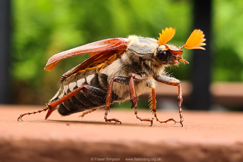 Cockchafer (Melolontha melolontha)  Fraser Simpson 2021