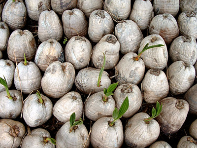 Coconut Nursery