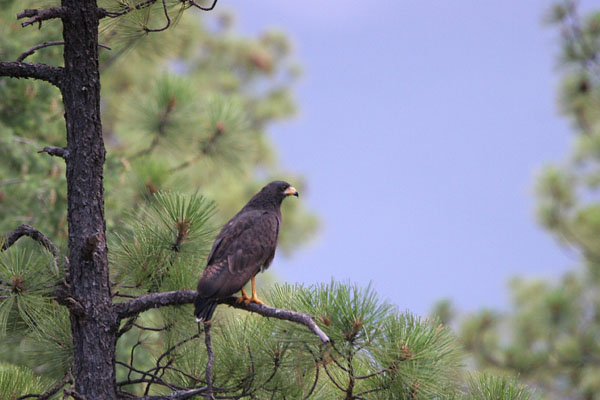 Common Black-Hawk �2006 Fraser Simpson