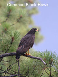 Common Black-Hawk � 2006  F. S. Simpson