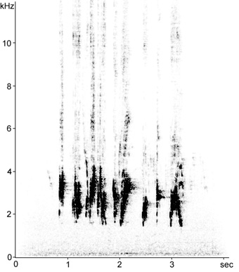 Sonogram of Common Bulbul song phrase