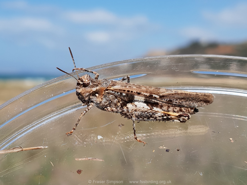 Common Digging Grasshopper (Acrotylus insubricus) � Fraser Simpson