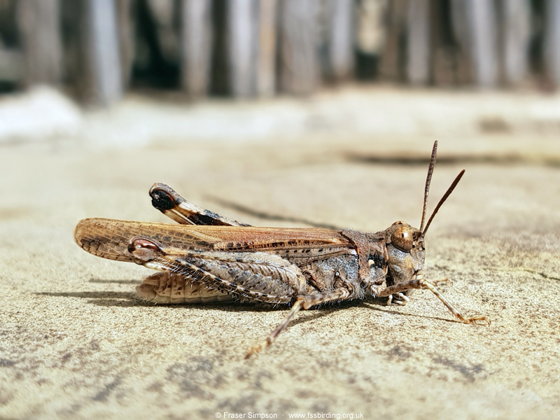Common Digging Grasshopper (Acrotylus insubricus) � Fraser Simpson