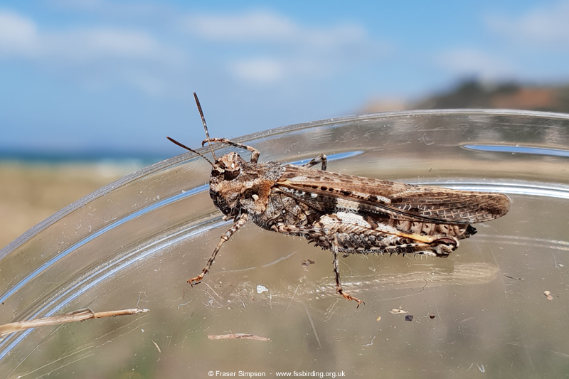 Common Digging Grasshopper (Acrotylus insubricus) � Fraser Simpson