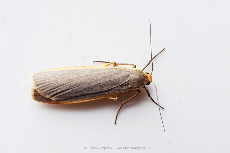 Common Footman (Eilema lurideola) � Fraser Simpson