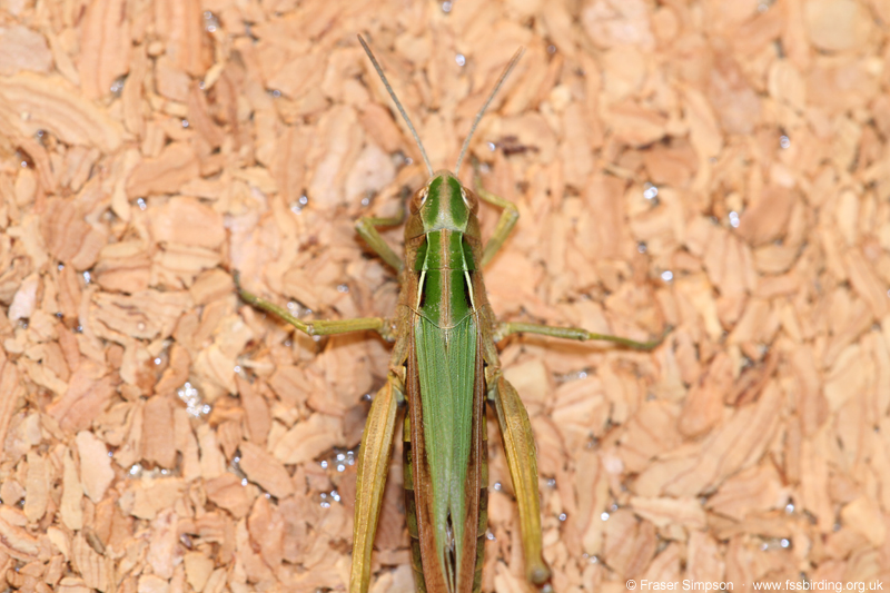 Common Green Grasshopper (Omocestus viridulus) � Fraser Simpson