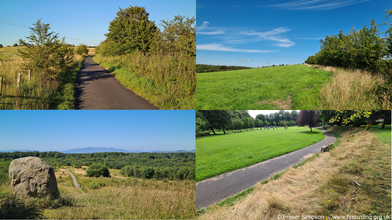 Common Green Grasshopper habitats in Ayrshire � Fraser Simpson