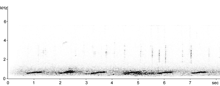 Sonogram of Common Ground Dove song