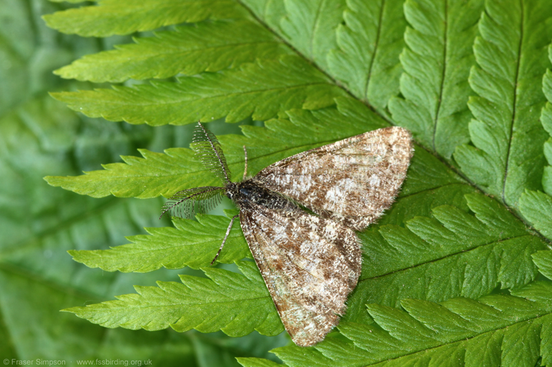Bordered White (Bupalus piniaria) � Fraser Simpson