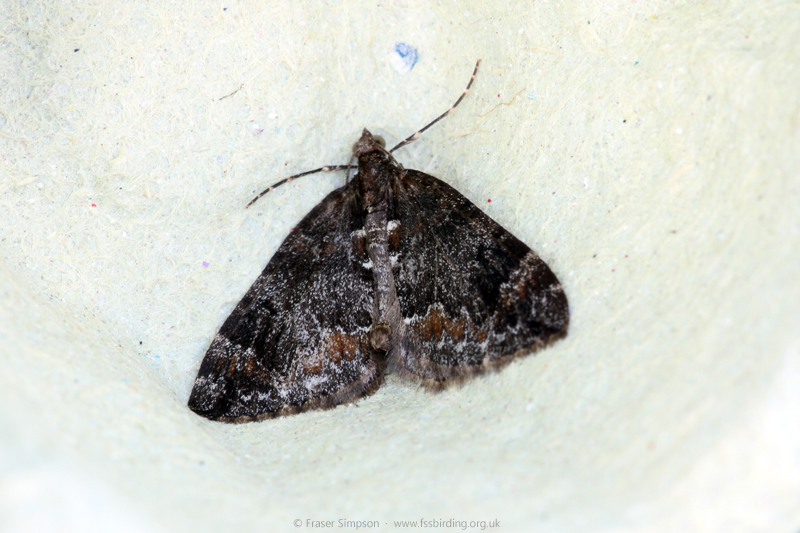 Common Marbled Carpet (Dysstroma truncata) � Fraser Simpson