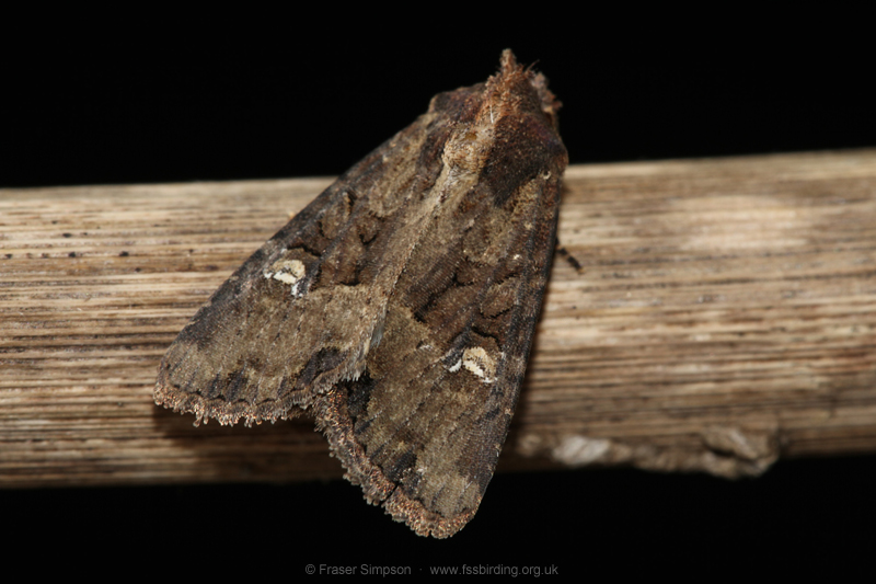Common Rustic (Mesapamea secalils) � Fraser Simpson