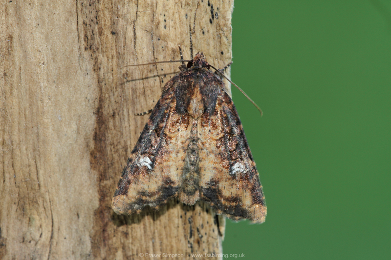 Common Rustic agg. (Mesapamea secalis/didyma) � Fraser Simpson