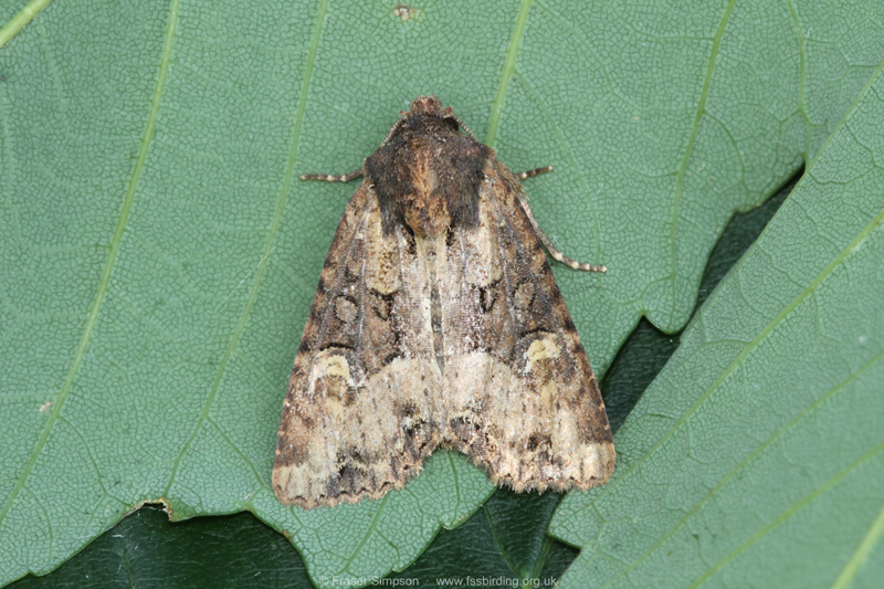 Common Rustic agg. (Mesapamea secalis/didyma) � Fraser Simpson