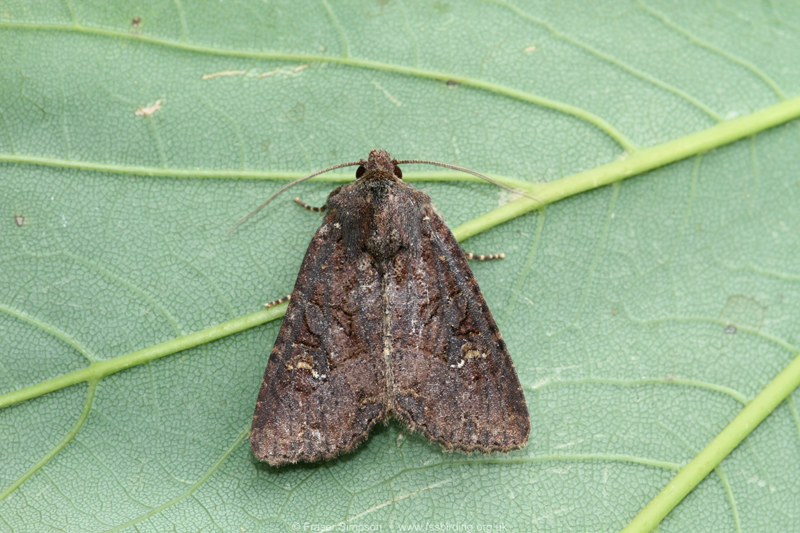 Common Rustic agg. (Mesapamea secalis/didyma) � Fraser Simpson