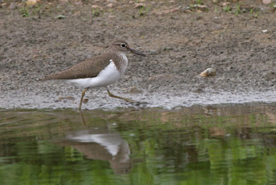 Common Sandpiper � 2005  F. S. Simpson