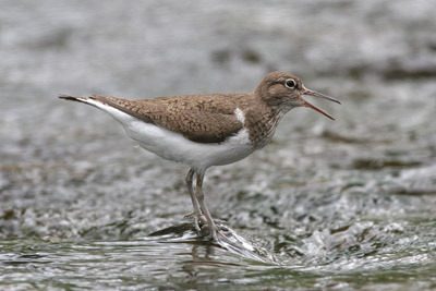 Common Sandpiper  2005  F. S. Simpson