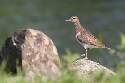Common Sandpiper  2005  F. S. Simpson
