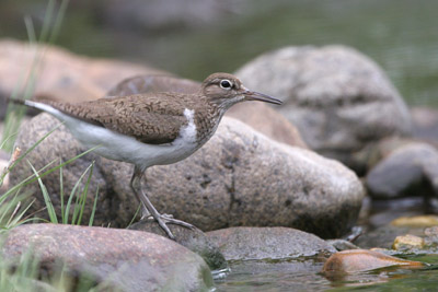 Common Sandpiper  2005  F. S. Simpson
