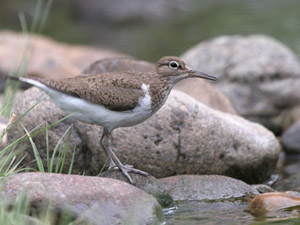 Common Sandpiper (Actitis hypoleucos)