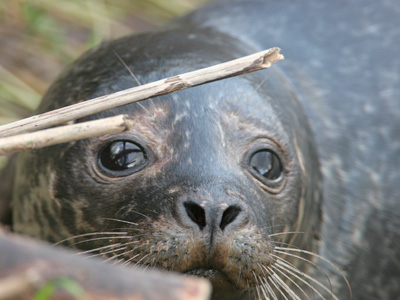 Common Seal � 2006 Fraser Simpson
