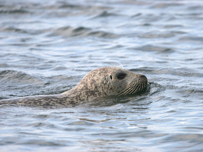 Common Seal � 2007 Fraser Simpson