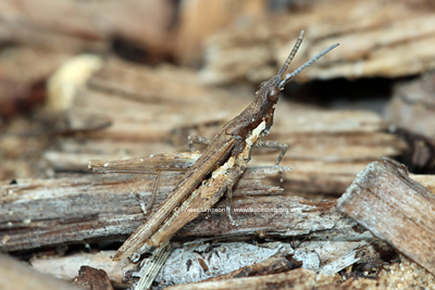 Common Stick Grasshopper (Pyrgomorpha conica)  Fraser Simpson