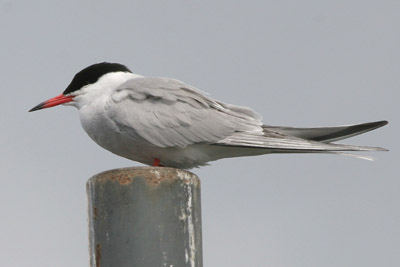 Common Tern � 2005  F. S. Simpson