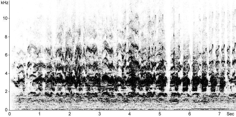 Sonogram of Common Tern calls from breeding colony