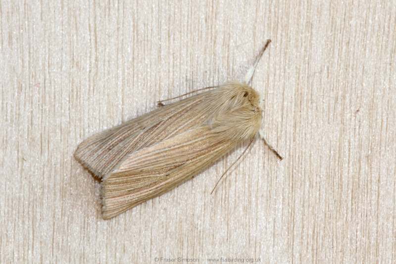 Common Wainscot (Mythimna pallens) � Fraser Simpson
