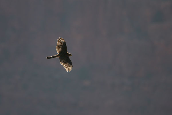 Cooper's Hawk 2006 Fraser Simpson