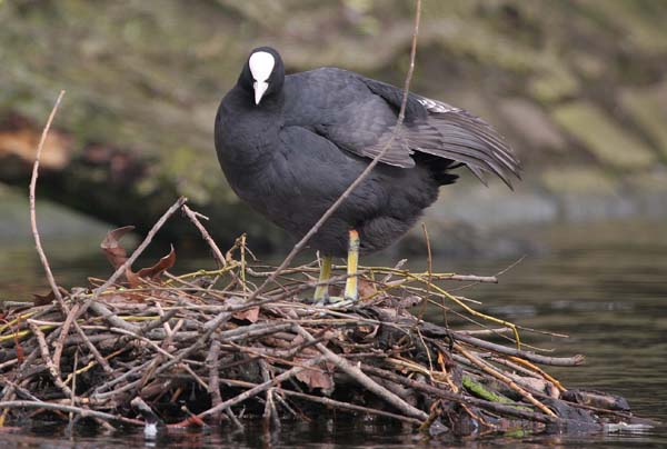 Coot  2005  F. S. Simpson