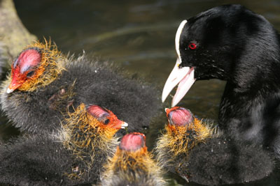 Coot brood � 2005  F. S. Simpson