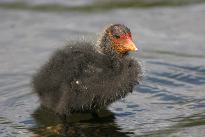 Coot chick  2005  F. S. Simpson