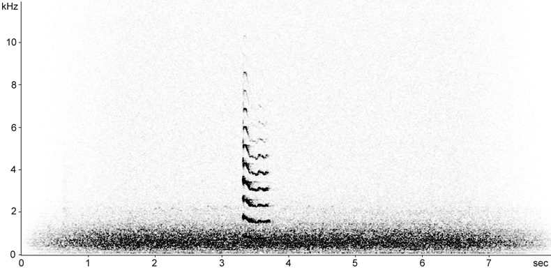 Sonogram of Coot flight calls at night