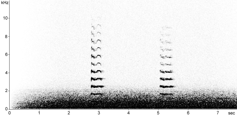 Sonogram of Coot flight calls at night