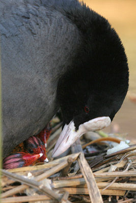 Coot  2005  F. S. Simpson