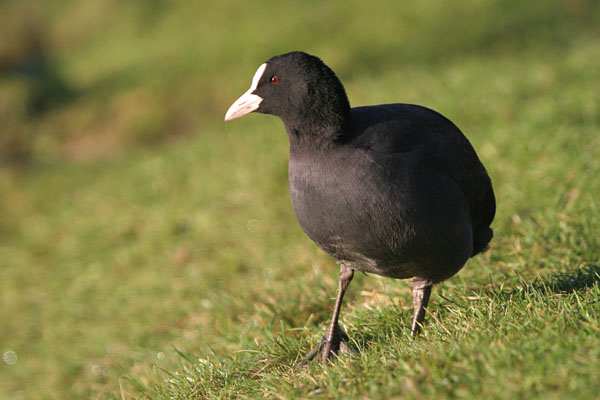 Coot 2005 Fraser Simpson