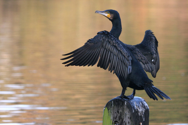 Cormorant 2005 Fraser Simpson