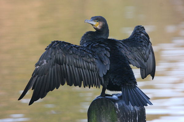 Cormorant 2005 Fraser Simpson