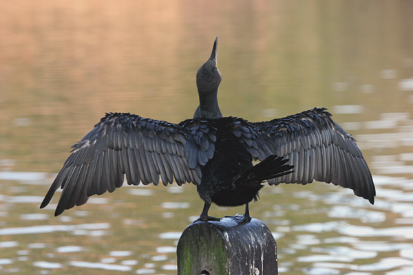 Cormorant 2005 Fraser Simpson