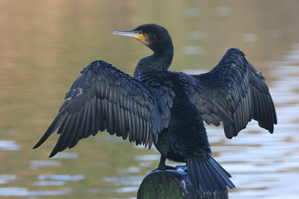 Cormorant 2005 Fraser Simpson