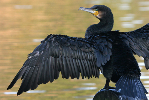 Cormorant 2005 Fraser Simpson