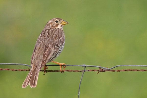 Corn Bunting �2006 Fraser Simpson