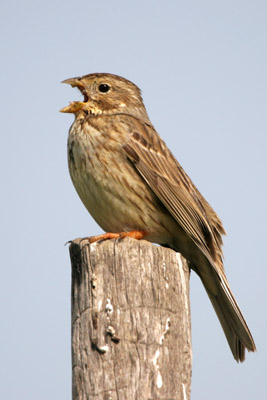 Corn Bunting �2006 Fraser Simpson