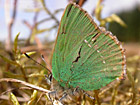 Green Hairstreak