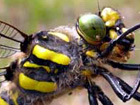 Golden-ringed Dragonfly