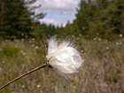 Bog Cotton in forest fire break