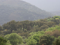 Valle de Oj�n, Parque Natural de los Alcornocales